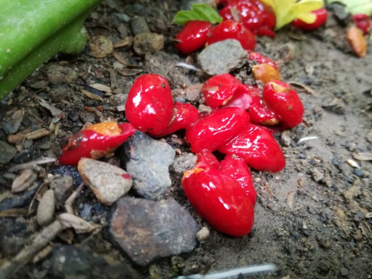 地面に落ちた真っ赤なゴーヤの種