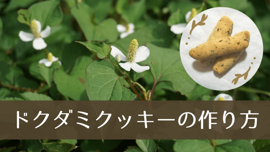 独特の味と香り ドクダミクッキーの作り方 野草のレシピ かなはしもとのblog