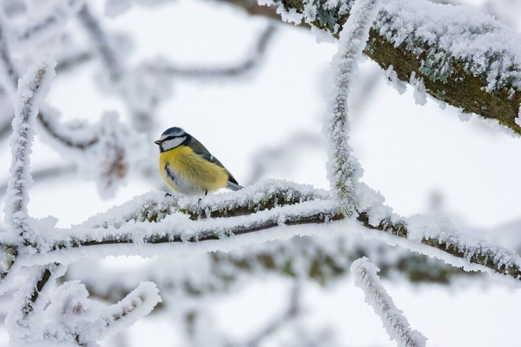 雪の中の小鳥