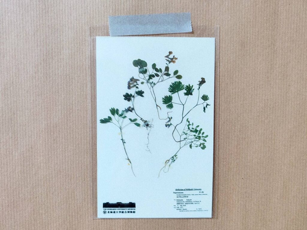 植物標本のポストカード